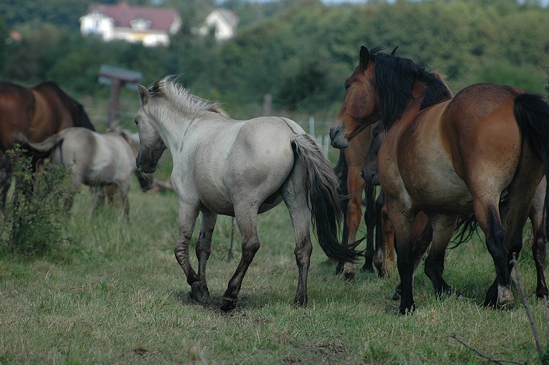 ochwat - przyczyny, leczenie, zapobieganie metoda strasser